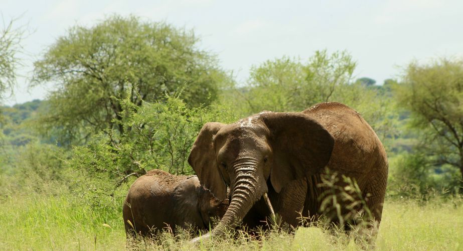 Olifanten spelend met water groepsreis Tanzania